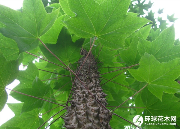 刺楸
