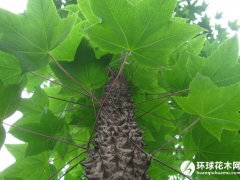 刺楸