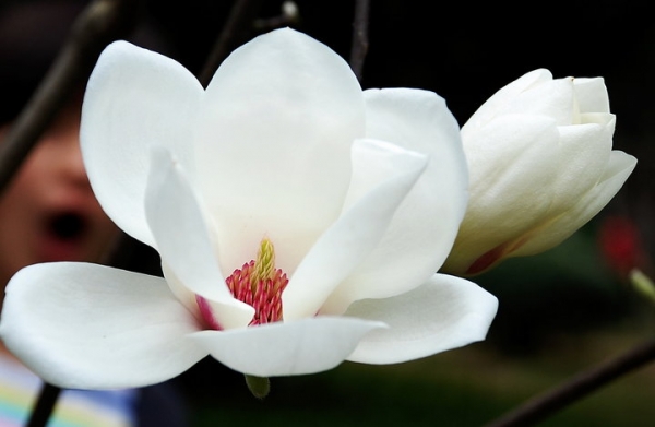 白玉兰花