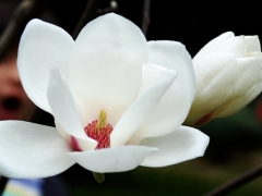 白玉兰花