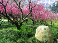 超山梅花