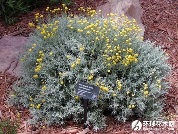 银香菊
