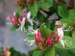 红金银花