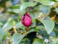 紫花含笑