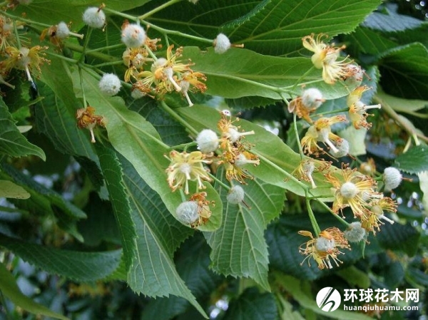 椴树