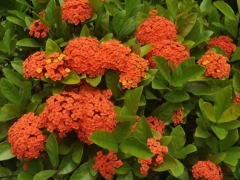 龙船花