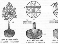 大树移植挖掘包装技术