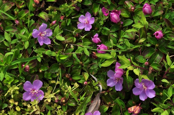 地稔铺地锦山地菍地脚菍