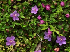 地菍