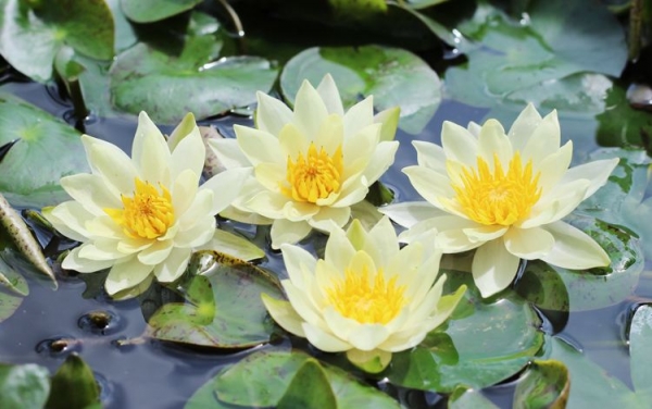 海尔芙拉姬睡莲馨莲黄花姬睡莲拇指莲花