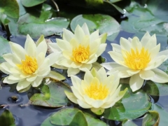海尔芙拉