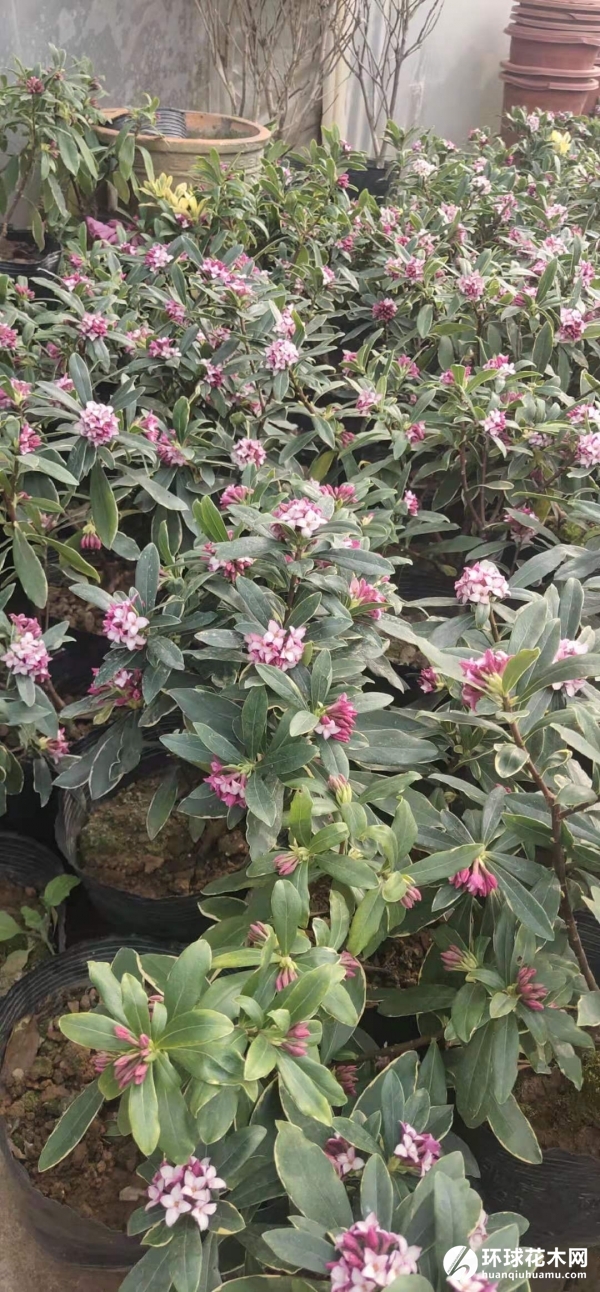 瑞香花盆栽照片