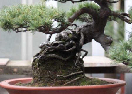 老桩嫁接