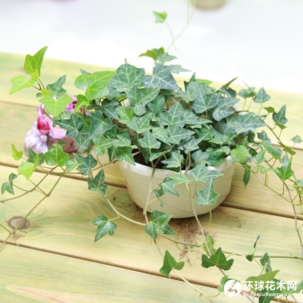 常青藤中华常春藤百脚蜈蚣