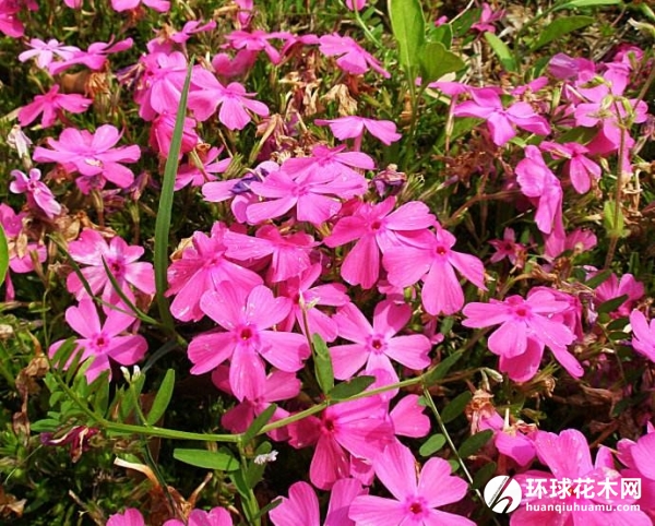 针叶天蓝绣球