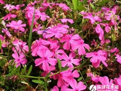 芝樱