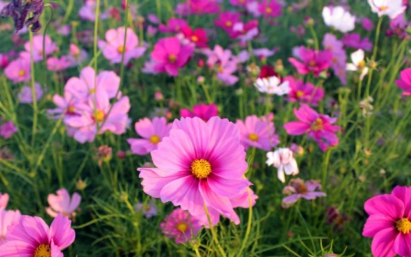 格桑花