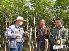 肥西县三岗苗木协会党支部书记刘义旭扶贫事迹