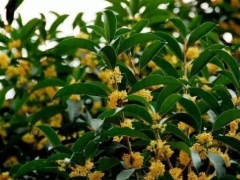 桂花