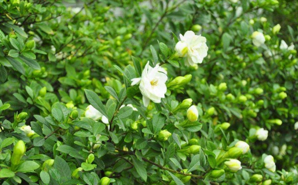 栀子花黄栀子山栀