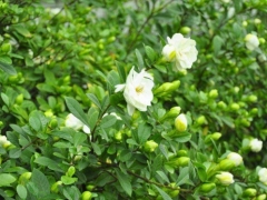 栀子花