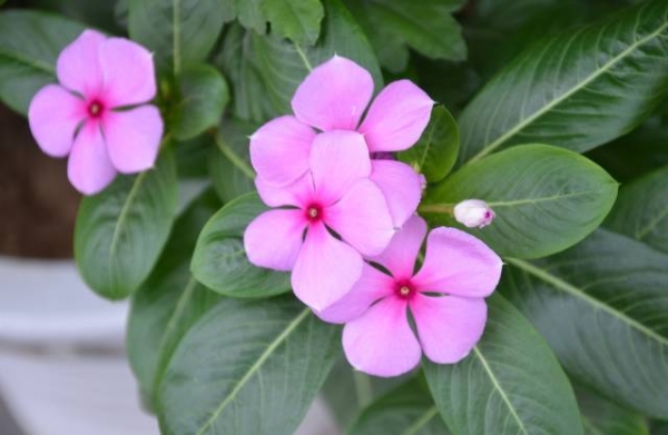 长春花