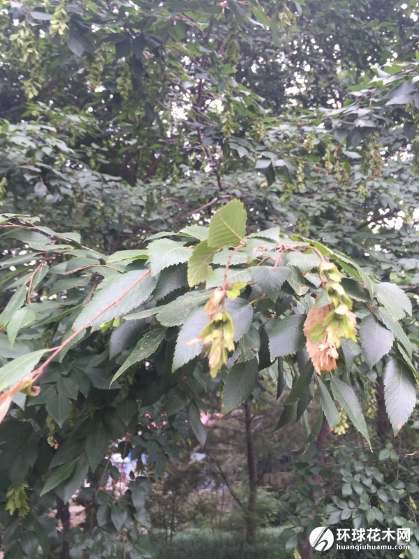 鹅耳栎
