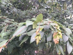 鹅耳栎