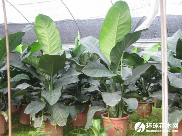 绿霸王