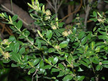 中间黄杨（变种）