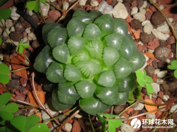 姬玉露