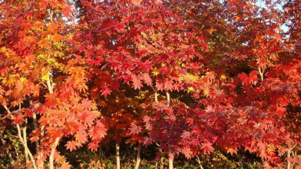 紫花槭、九角枫