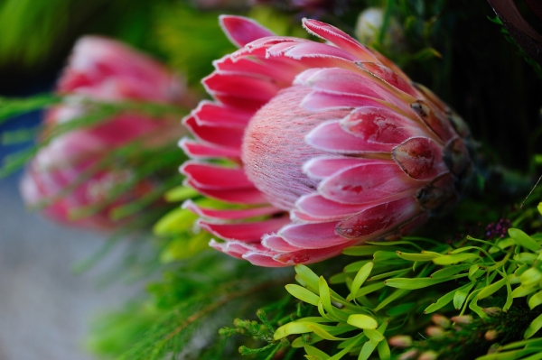 帝王花、菩提花、海神花 