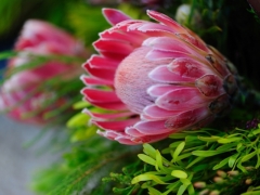帝王花