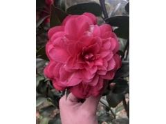 牡丹茶花,七星茶花,十八学士茶花图3