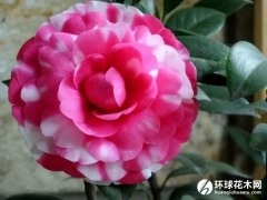花鹤翎