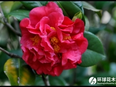 红露珍茶花