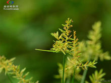 具芒碎米莎草
