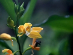 黄花鹤顶兰