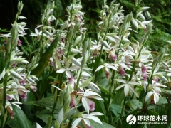 鹤顶兰