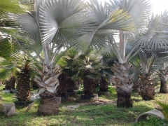霸王榈
