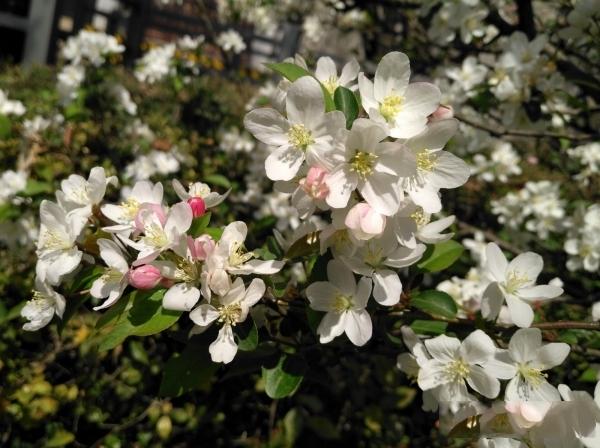 湖北海棠、野海棠、野花红、花红茶、茶海棠