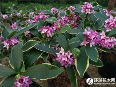 瑞香花