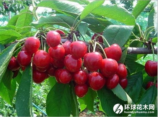 矮化大樱桃