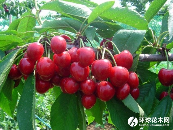 红灯大樱桃