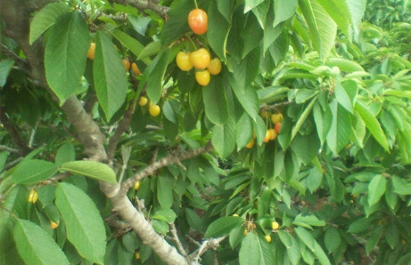 黄蜜大樱桃