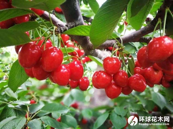 砂蜜豆樱桃