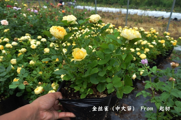 金丝雀月季
