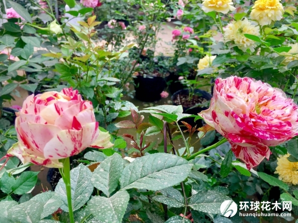 狂欢派对月季