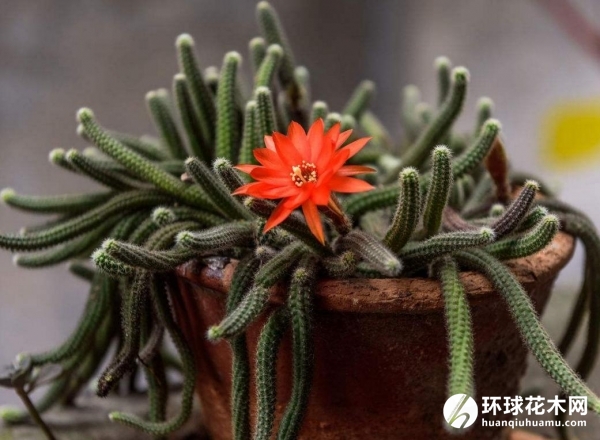 仙人指、仙人枝、圣烛节、仙人掌